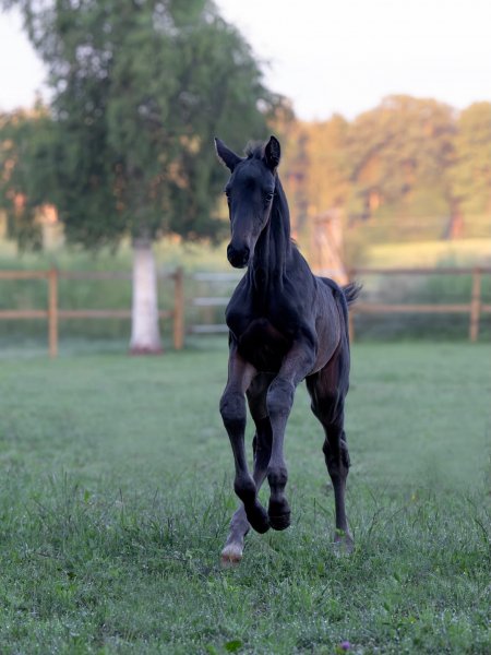 BEST HORSE