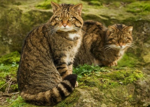 Лесные коты