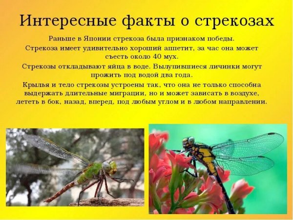 О стрекозах