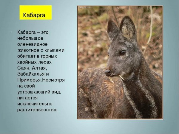 Кабарга