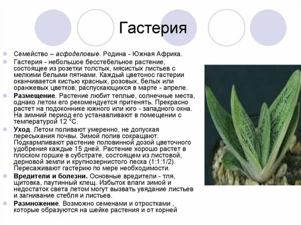 Гастерия