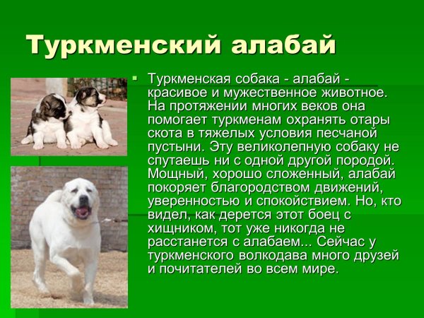 Алабай