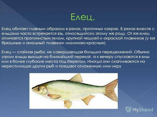 Елец