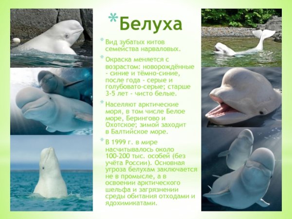 Белуха