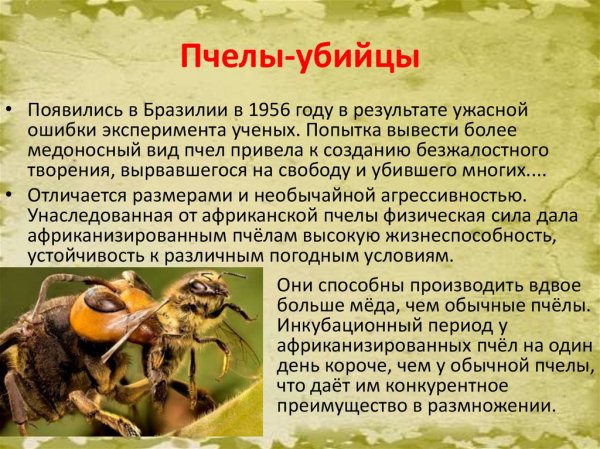 Пчелы - убийцы