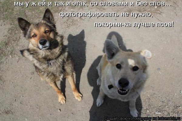 Покорми - ка лучше псов!