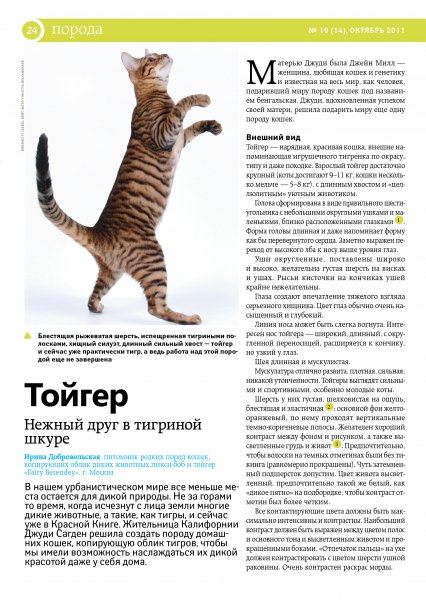 Тойгер