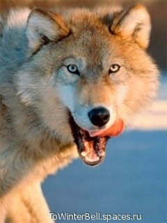 Tegos wolf