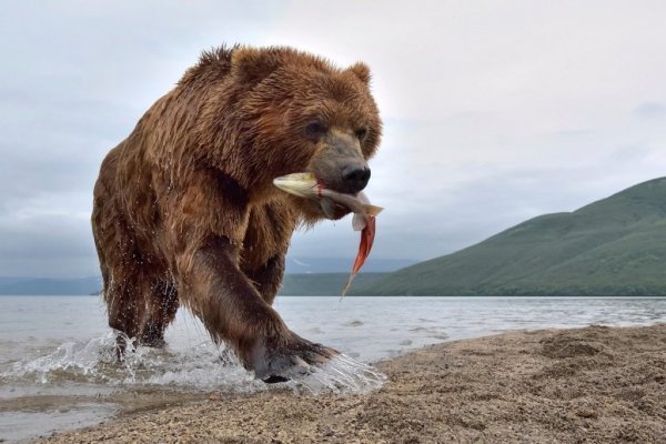 Kamchatskiy-buryy-medved