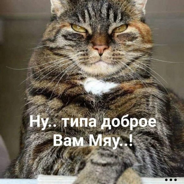 Вам Мяу..!