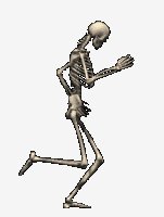 Skeleton