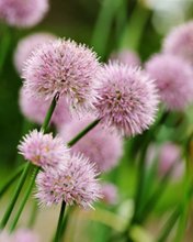 Flowers 367