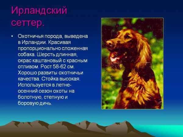 Ирландский сеттер
