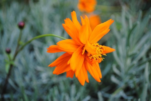 Flowers-4646165 640