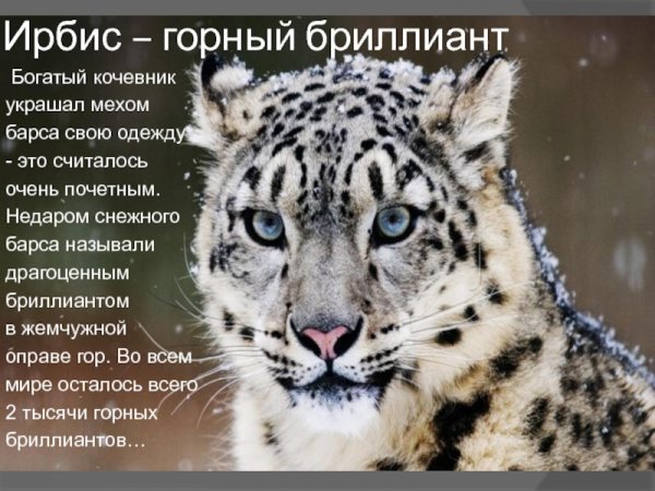 Ирбис