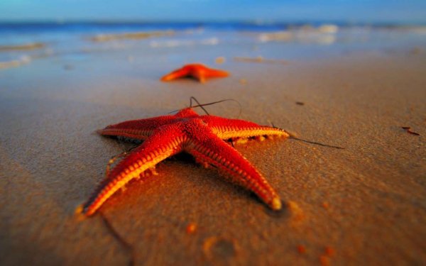 Море, Морские звезды