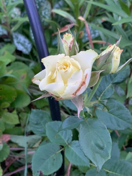 picture_300379474