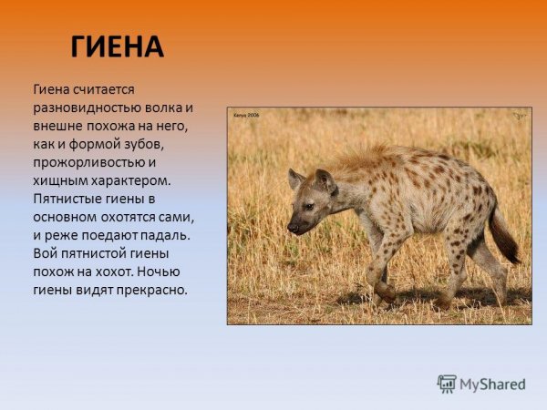 Гиена