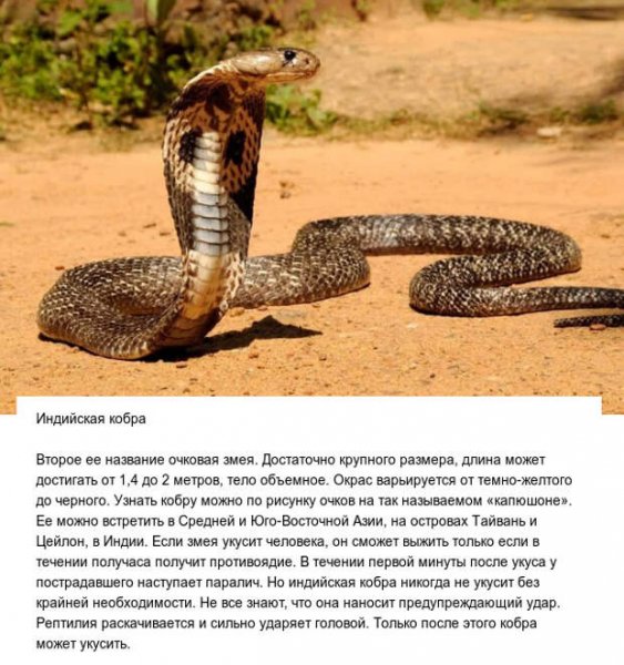 Индийская кобра