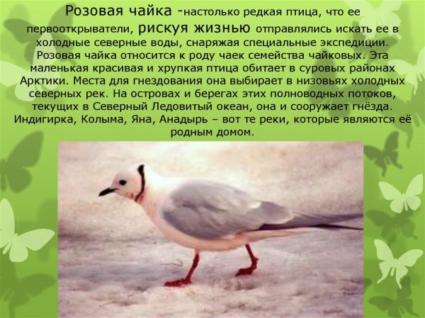 Розовая чайка