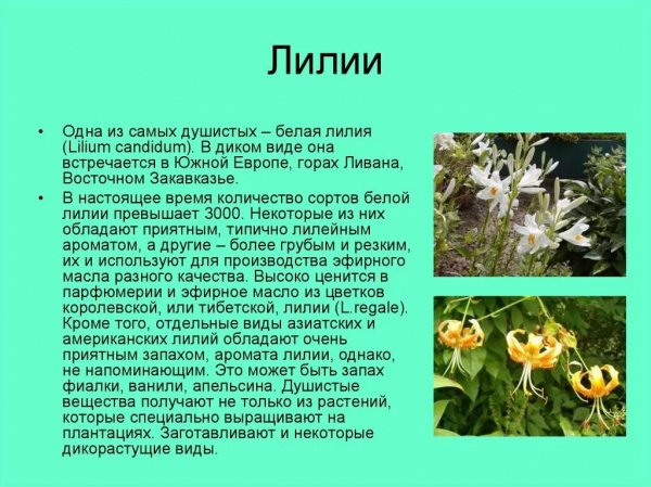Лилии