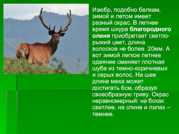 Изюбр