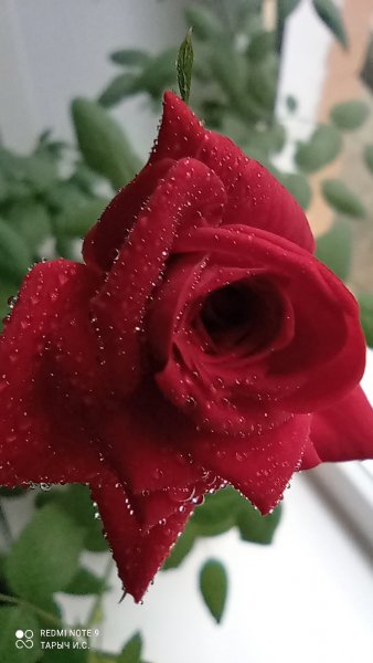 picture_337437324