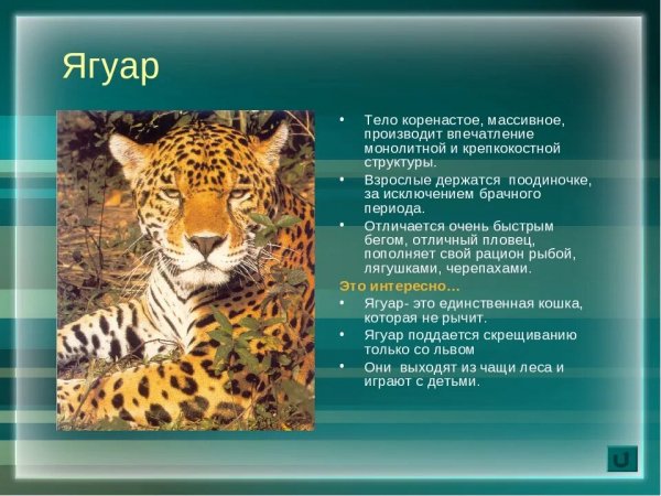Ягуар
