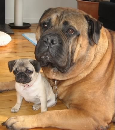 dog