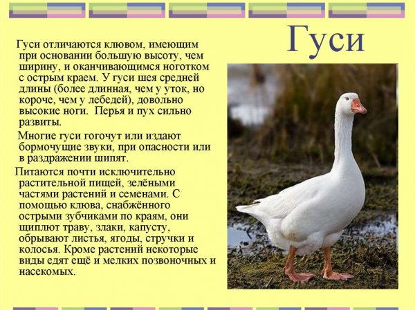 Гуси