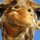 file_34329293