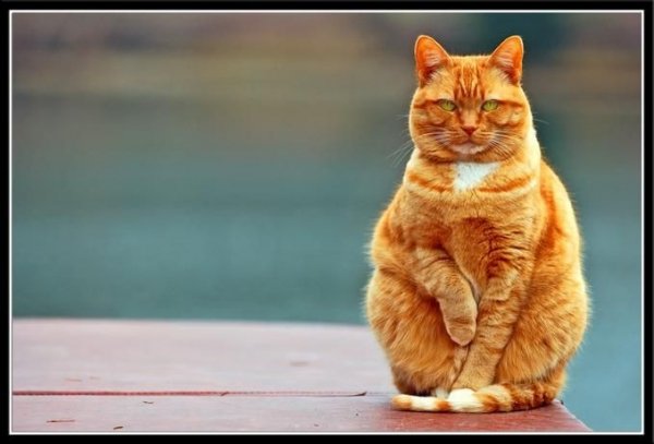 catphoto0112