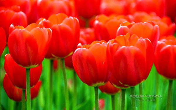 Tulip Festival by Thiyagarajan Swaminathan 6