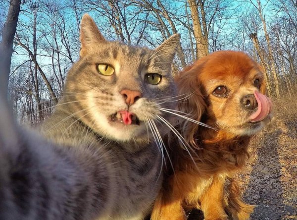 Animals-pibig-info-p-ispanskii-kot-zhivotnie-vkontakte-64