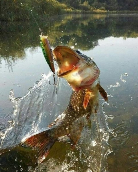 Щучка
