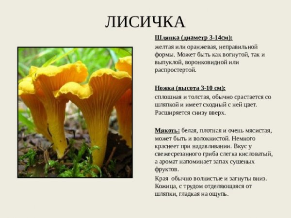 Лисичка
