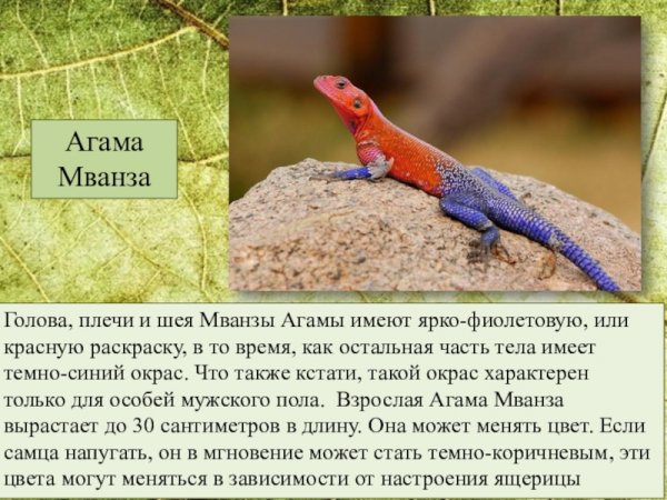 Агама Мванза