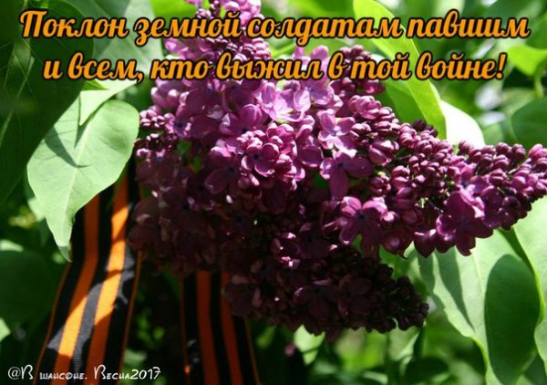 picture_170117615