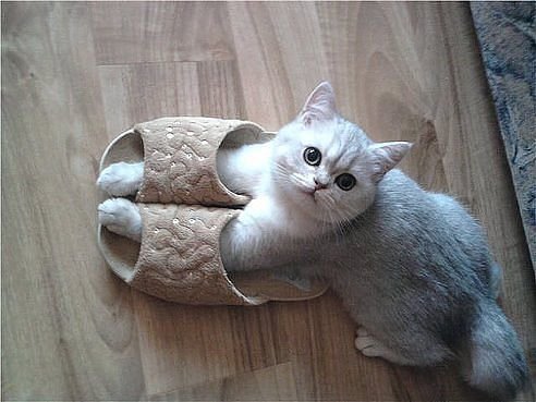 В тапочках