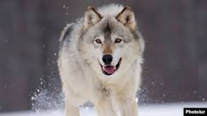 images (5)