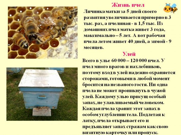 Жизнь пчёл