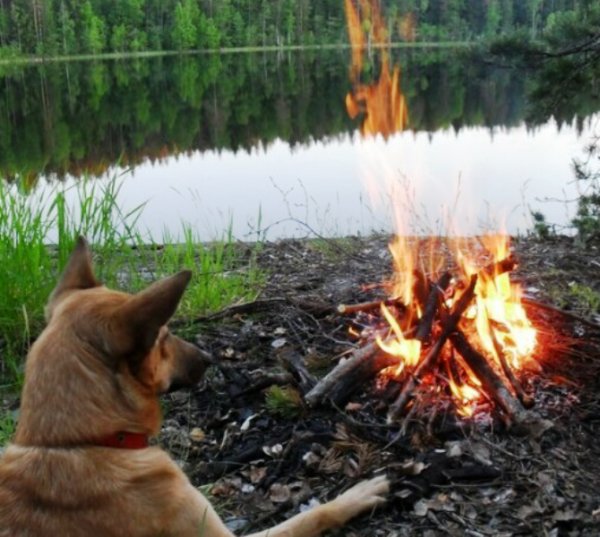 Где же Петрович...и мой шашлык ?