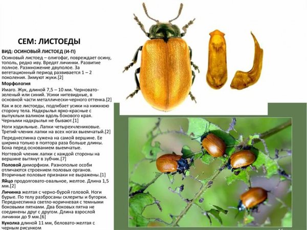 Листоеды