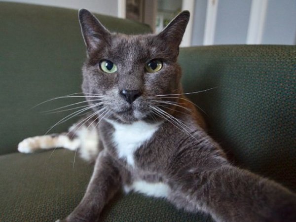 Котэ