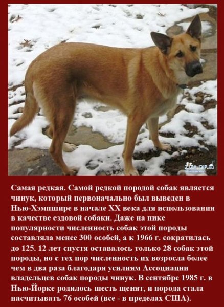 Чинук