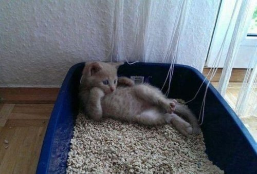 прикол