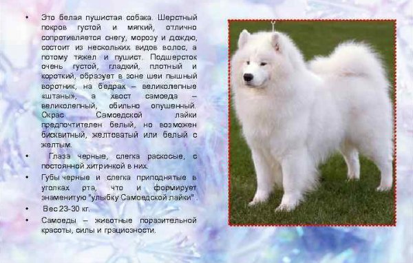 Самоедская лайка