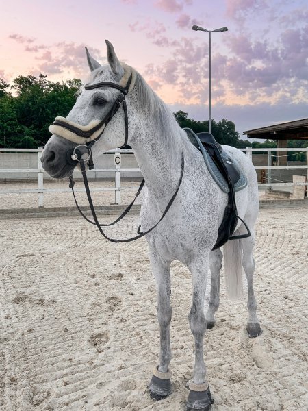 BEST HORSE