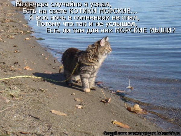 Морские мыши