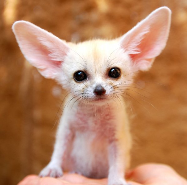 13-tiny-animals 1